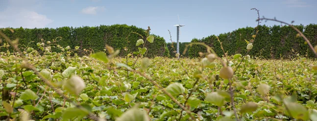 Eastpack Kiwifruit Packhouse - Director Murray McBride